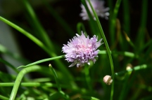 Purple Spiky Flower