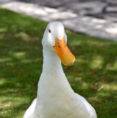 Beakford the Duck
