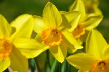 Daffodil2