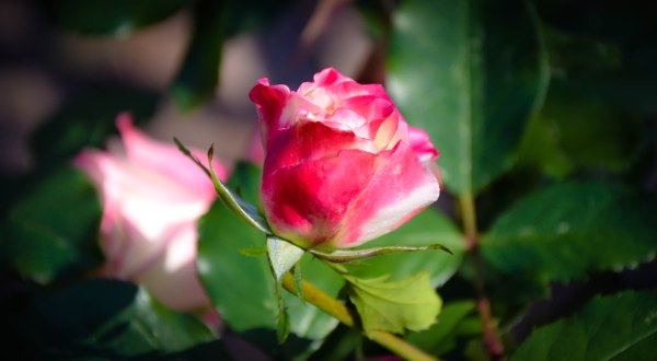 What's more fairy tale-esque than a rose? Photo By: Elizabeth Preston