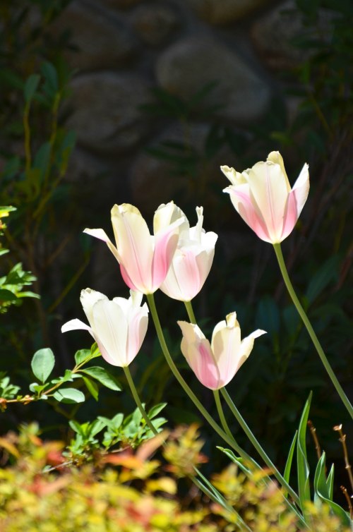 These tulips seemed to hold the light like they were cups holding water. Photo By: Elizabeth Preston