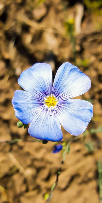 What a pretty blue flower. I don't know what kind it is, though. Does anybody here know? Photo By: Elizabeth Preston