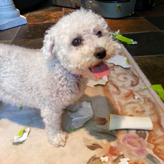 This was after Sabrina opened her birthday presents.  She got food, and she got to be destructive.  What more could a dog ask for? Photo By: Elizabeth Preston
