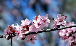 Cherry Blossom 2 -- 2019