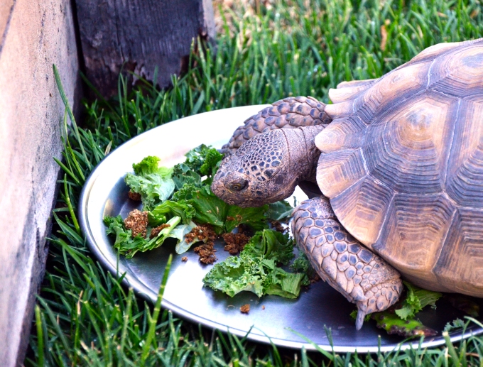 Hungry Tortoise