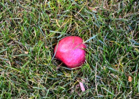 Fallen Apple