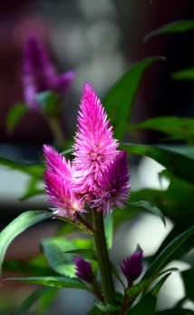 Purple Spikey Cone Flower