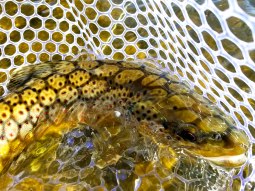 Fall Brown Trout