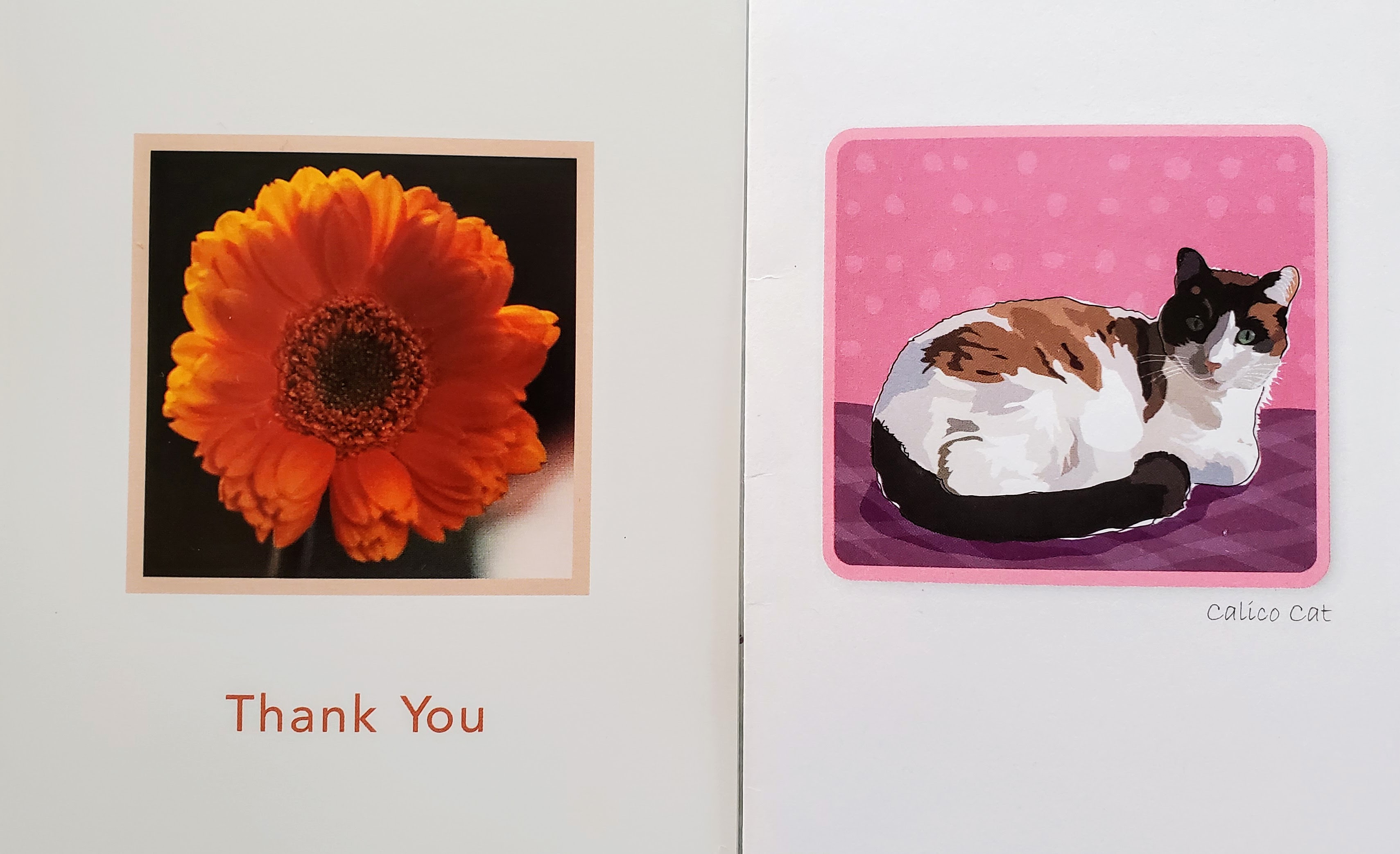 Ms. Roxie Thank You Cards